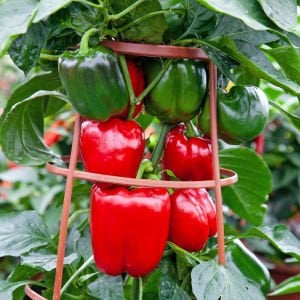 Kırmızı dolmalık biber tohumu big red sweet pepper