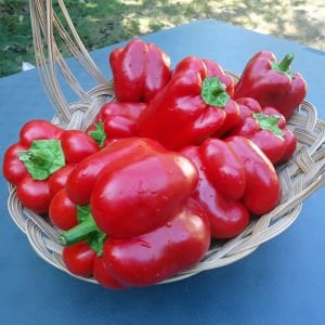 Kırmızı dolmalık biber tohumu big red sweet pepper