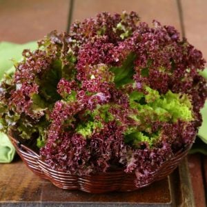 Lollo rosso kırmızı marul tohumu atalık çok popüler