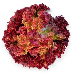 Lollo rosso kırmızı marul tohumu atalık çok popüler