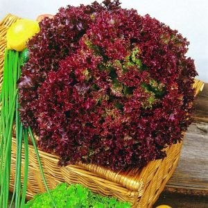 Lollo rosso kırmızı marul tohumu atalık çok popüler