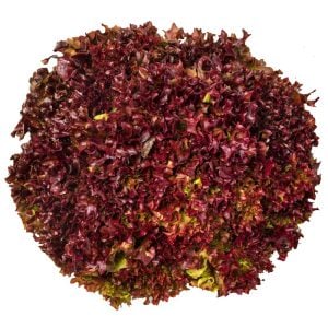 Lollo rosso kırmızı marul tohumu atalık çok popüler