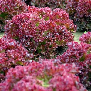 Lollo rosso kırmızı marul tohumu atalık çok popüler
