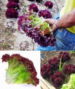 Lollo rosso kırmızı marul tohumu atalık çok popüler