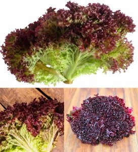 Lollo rosso kırmızı marul tohumu atalık çok popüler