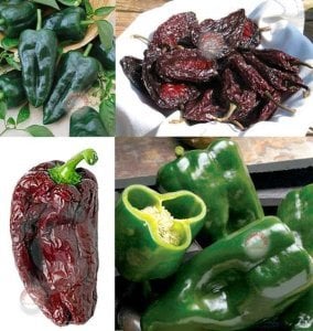 Ancho grande poblano acı biber tohumu hot ancho grande