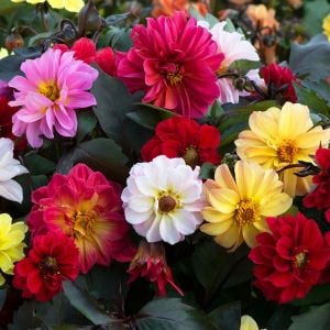 Dahlia yıldız çiçeği tohumu red skin karışımı