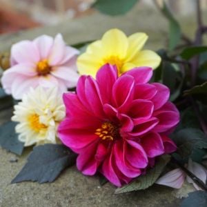 Dahlia yıldız çiçeği tohumu red skin karışımı