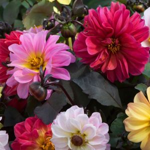 Dahlia yıldız çiçeği tohumu red skin karışımı