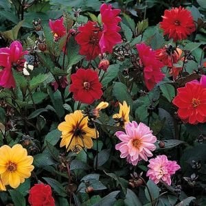Dahlia yıldız çiçeği tohumu red skin karışımı