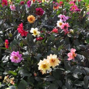 Dahlia yıldız çiçeği tohumu red skin karışımı