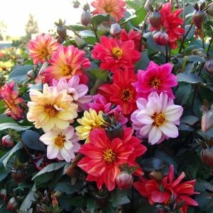 Dahlia yıldız çiçeği tohumu red skin karışımı