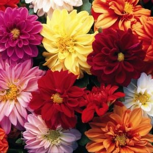 Dahlia yıldız çiçeği tohumu red skin karışımı