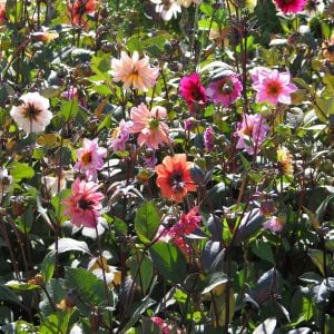 Dahlia yıldız çiçeği tohumu red skin karışımı