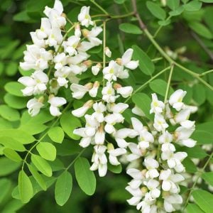 Kokulu beyaz çiçekli yalancı akasya tohumu robinia pseudoacacia