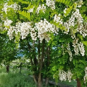 Kokulu beyaz çiçekli yalancı akasya tohumu robinia pseudoacacia