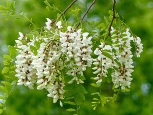 Kokulu beyaz çiçekli yalancı akasya tohumu robinia pseudoacacia