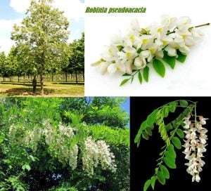 Kokulu beyaz çiçekli yalancı akasya tohumu robinia pseudoacacia