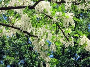 Kokulu beyaz çiçekli yalancı akasya tohumu robinia pseudoacacia