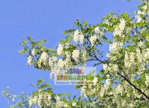 Kokulu beyaz çiçekli yalancı akasya tohumu robinia pseudoacacia