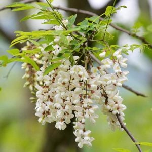 Kokulu beyaz çiçekli yalancı akasya tohumu robinia pseudoacacia