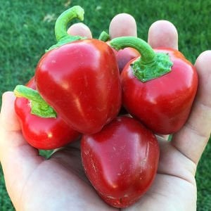 Tatlı pimento biber tohumu geleneksel pimento pepper