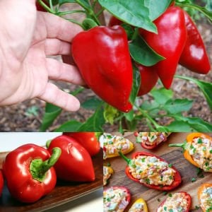 Tatlı pimento biber tohumu geleneksel pimento pepper