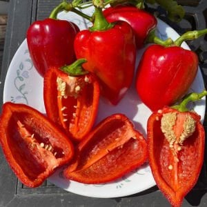 Tatlı pimento biber tohumu geleneksel pimento pepper