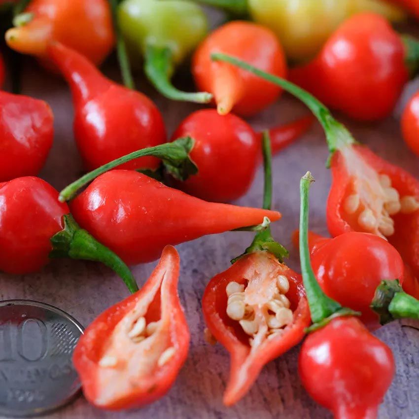 Biquinho acı biber tohumu geleneksel biquinho pepper