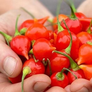 Biquinho acı biber tohumu geleneksel biquinho pepper