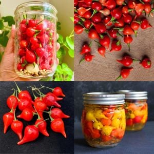 Biquinho acı biber tohumu geleneksel biquinho pepper