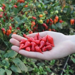 Biquinho acı biber tohumu geleneksel biquinho pepper