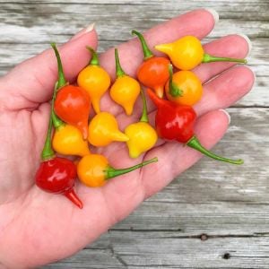 Biquinho acı biber tohumu geleneksel biquinho pepper