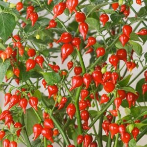Biquinho acı biber tohumu geleneksel biquinho pepper
