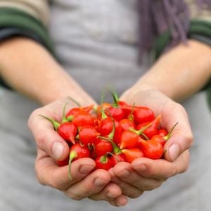 Biquinho acı biber tohumu geleneksel biquinho pepper