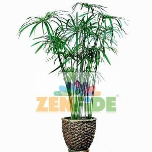 Japon şemsiyesi tohumu cyperus alternifolius umbrella plant