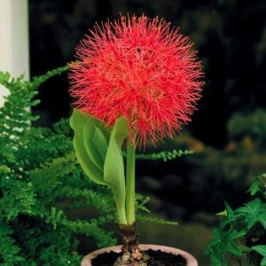 Scadoxus soğanı haemanthus rose kırmızı küre
