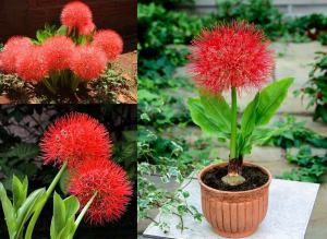 Scadoxus soğanı haemanthus rose kırmızı küre