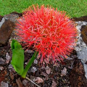 Scadoxus soğanı haemanthus rose kırmızı küre