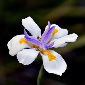Dietes grandiflora Afrika süseni saksıda forthnight lily