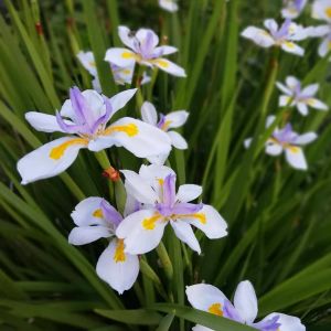 Dietes grandiflora Afrika süseni saksıda forthnight lily
