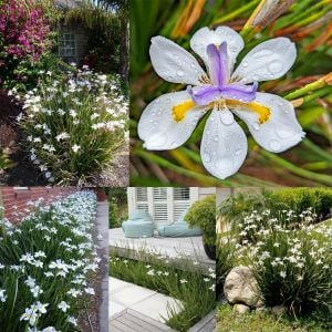 Dietes grandiflora Afrika süseni saksıda forthnight lily