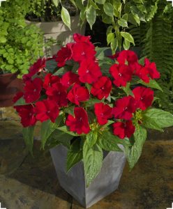 Kırmızı yeni gine çiçeği fidesi magnifico impatiens