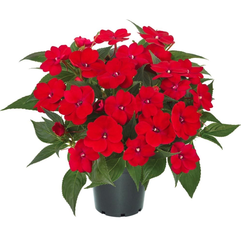 Kırmızı yeni gine çiçeği fidesi magnifico impatiens