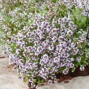 Fransız yaz kekiği tohumu aromatik kekik thymus vulgaris french summer thyme seeds