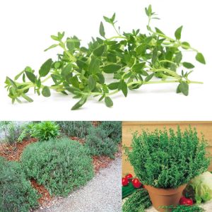 Fransız yaz kekiği tohumu aromatik kekik thymus vulgaris french summer thyme seeds