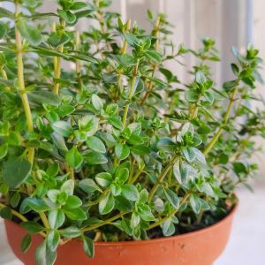 Fransız yaz kekiği tohumu aromatik kekik thymus vulgaris french summer thyme seeds