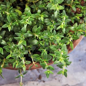 Fransız yaz kekiği tohumu aromatik kekik thymus vulgaris french summer thyme seeds