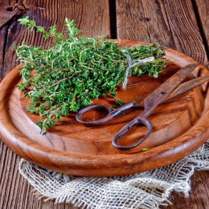 Fransız yaz kekiği tohumu aromatik kekik thymus vulgaris french summer thyme seeds
