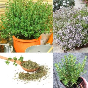 Fransız yaz kekiği tohumu aromatik kekik thymus vulgaris french summer thyme seeds